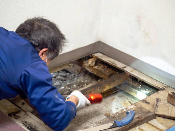 Best Certified Mold Removal  in Minot, ND