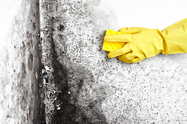 Best Local Mold Removal Service  in Minot, ND