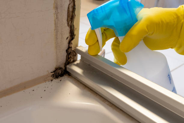 Best Fast Mold Removal  in Minot, ND