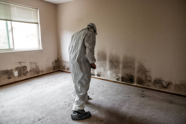 Attic Mold Removal in Minot, ND