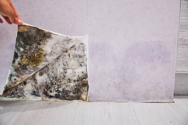 Best Residential Mold Removal  in Minot, ND